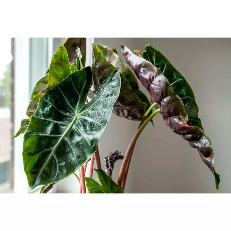 Alocasia-pink-dragon