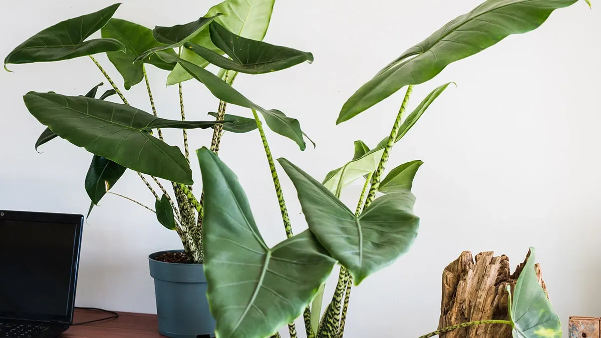 Alocasia-zebrina