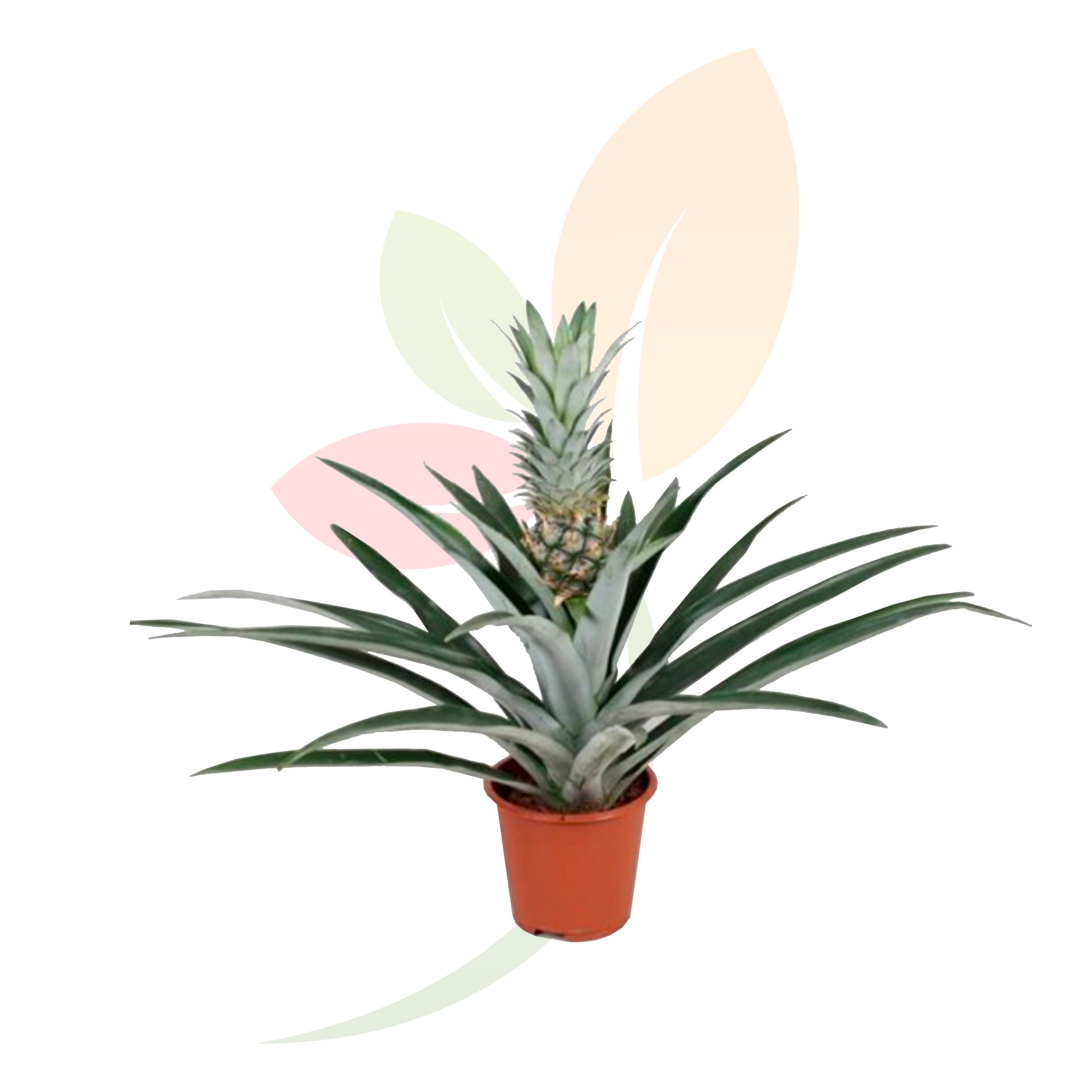 Ananas-Champaca-Planta-piña