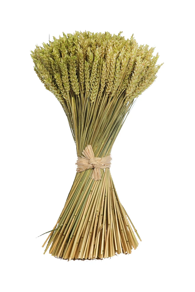 atado-trigo-preservado-46cm