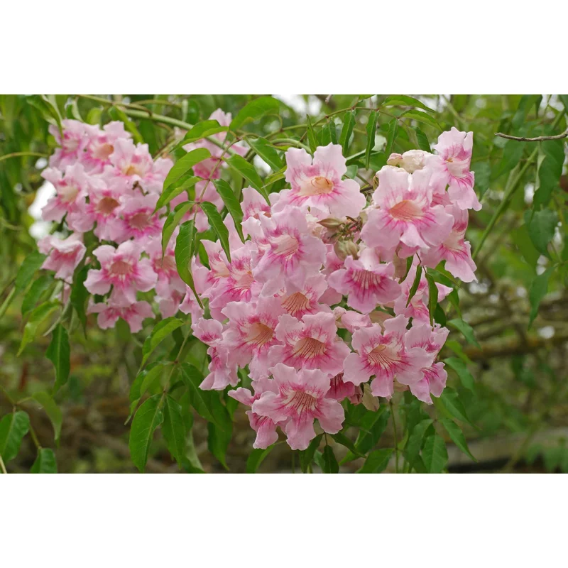 Bignonia-ricasoliana-Bignonia-rosa-arbusto-pandora