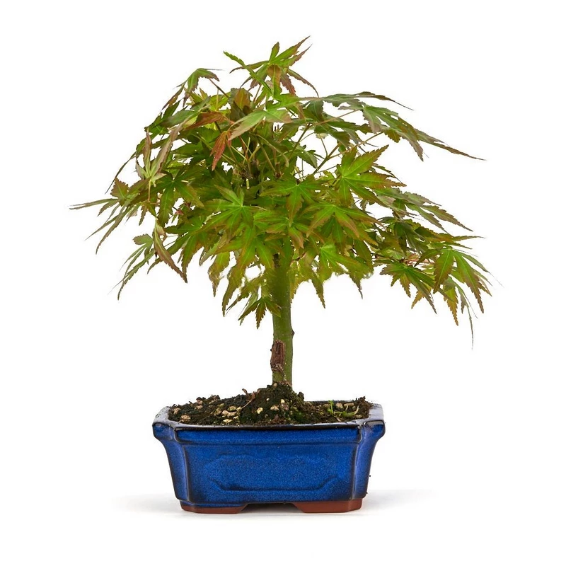 Bonsái-Acer-palmatum-Estilo-Clásico-Follaje-Vibrante
