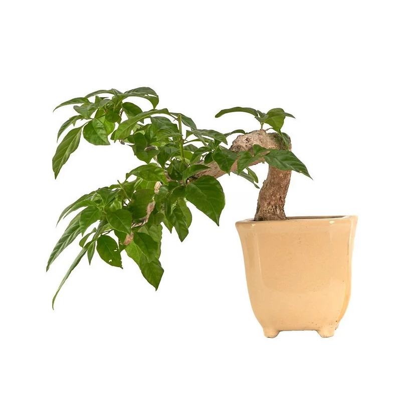 Bonsái-Bougainvillea-spectabilis-años-Resistencia-Estilo-Tropical