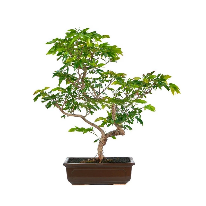 Bonsái-Calliandra-riparia-Interior-Tropical-Años