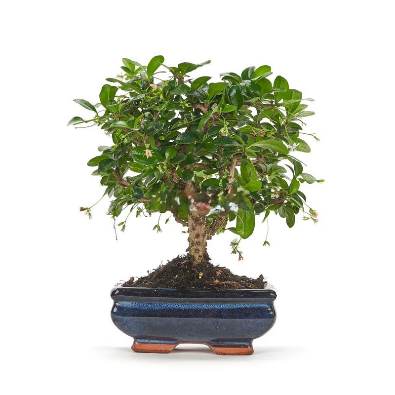 Bonsái-Carmona-microphylla-Elegancia-para-Interiores