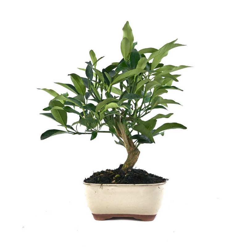 Bonsái-Citrus-kumquat-Aroma-Color-Miniatura