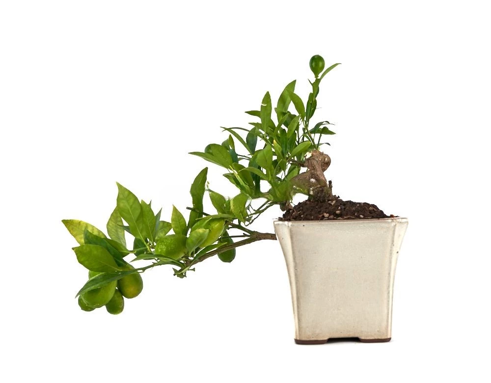 bonsai-citrus-limencuat-15-anos