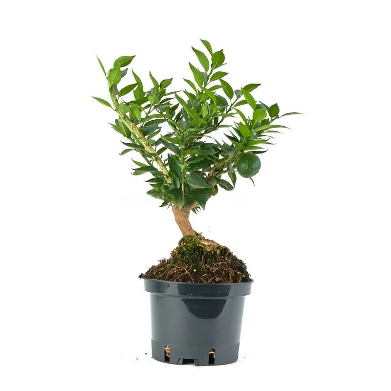 bonsai-citrus-myrtifolia-chinotto-naranjo-enano-8-anos