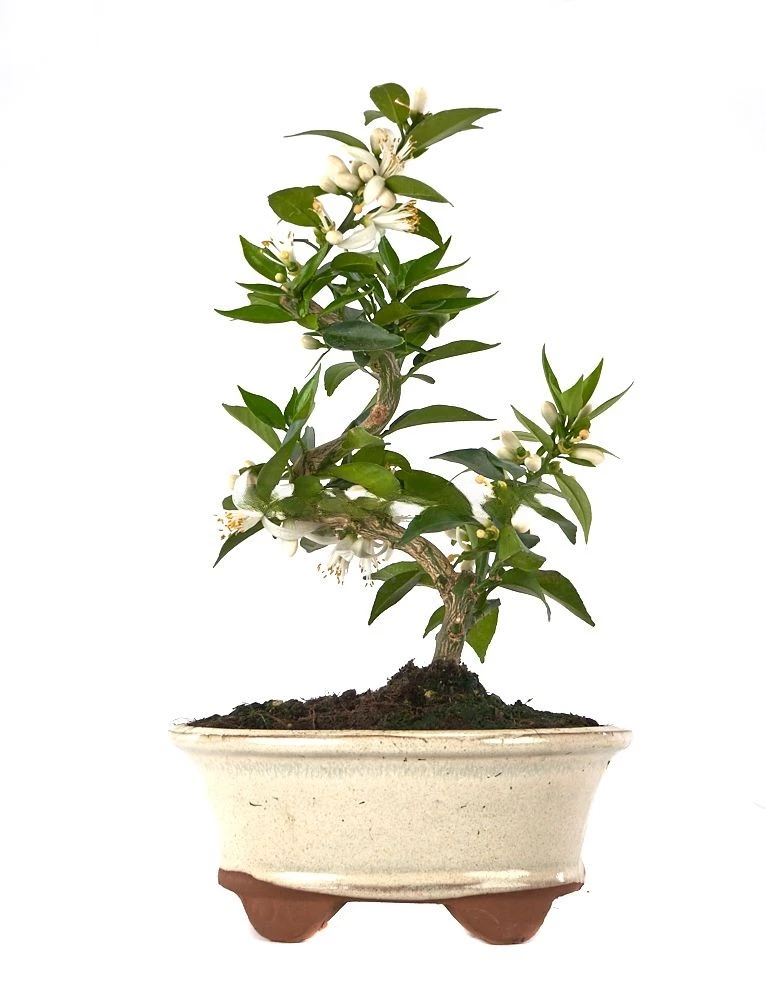 Bonsái-Citrus-myrtifolia-Cítrico-Exquisito!