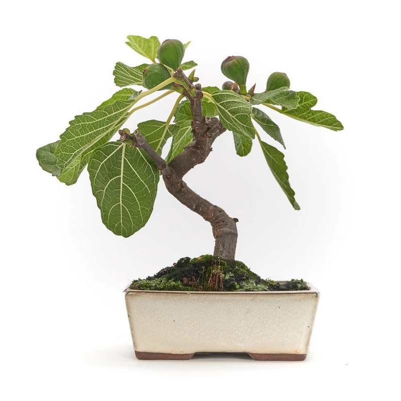 Bonsái-Ficus-carica-(Higo-Miniatura)-Elegancia-Frutos-Comestibles