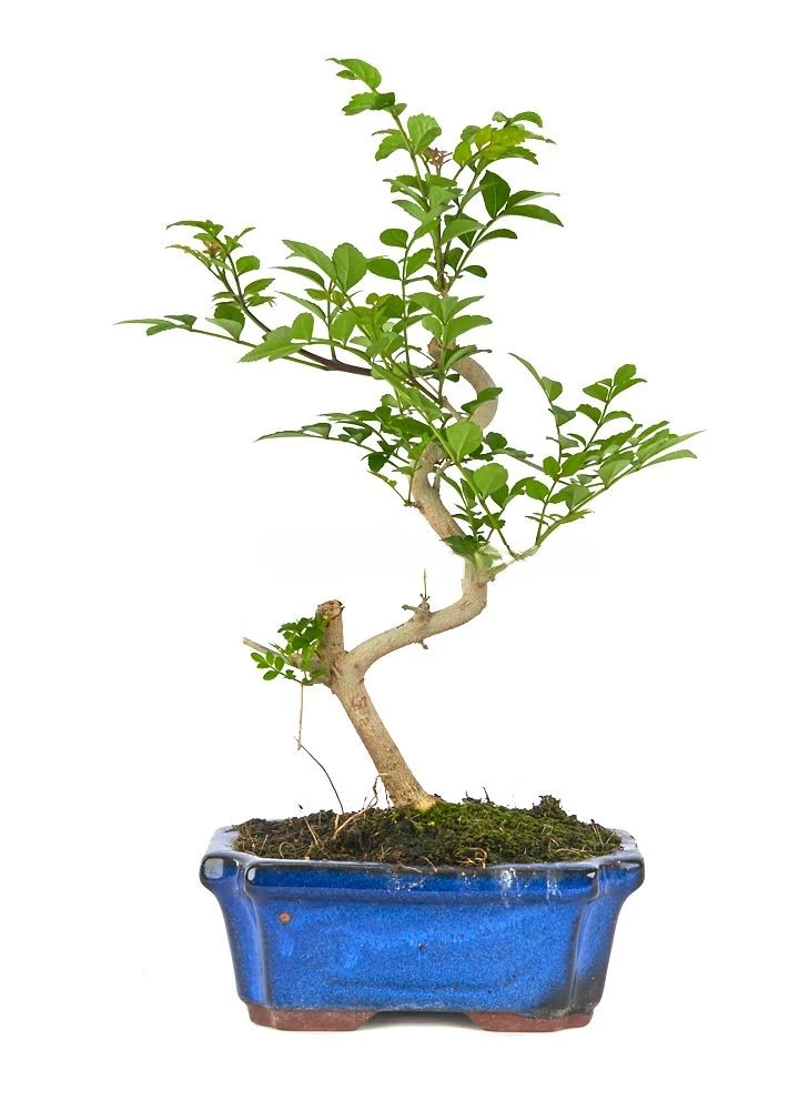 bonsai-fraxinus-fresno-belleza-natural