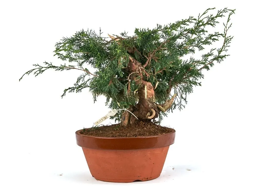 Bonsai-Juniperus-chinensis-Itoigawa