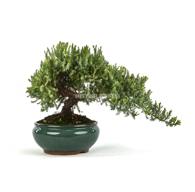 Bonsái-Juniperus-procumbens-(Enebro)-Perfecto-para-Exteriores
