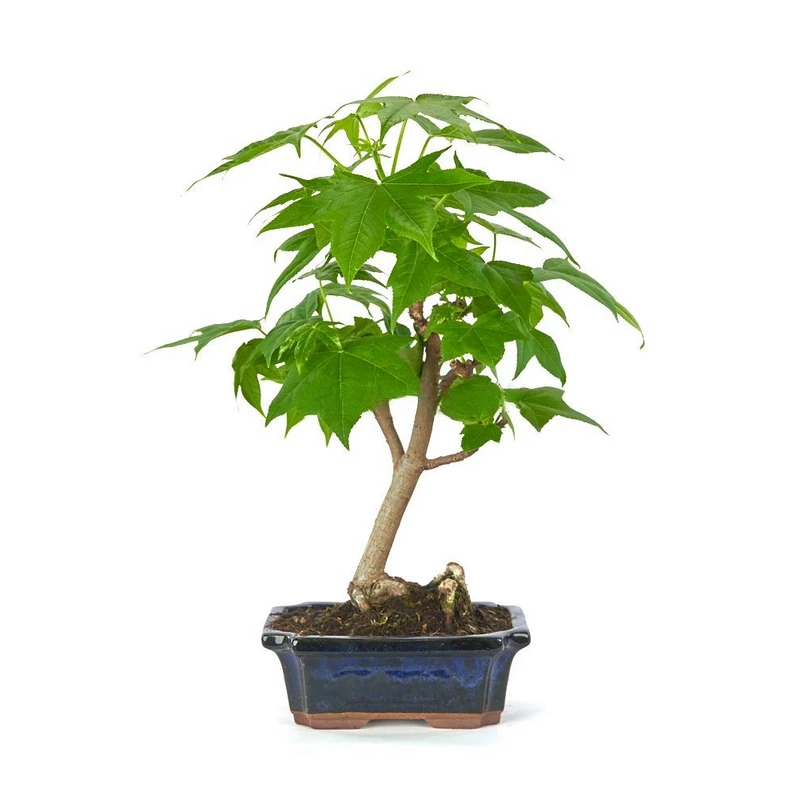 bonsai-liquidambar