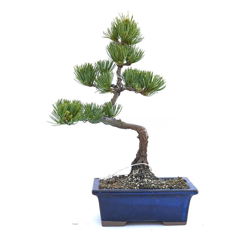 Bonsái-Pinus-pentaphylla-Pino-Blanco-Japonés