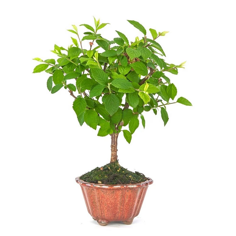 bonsai-prunus-tomentosa