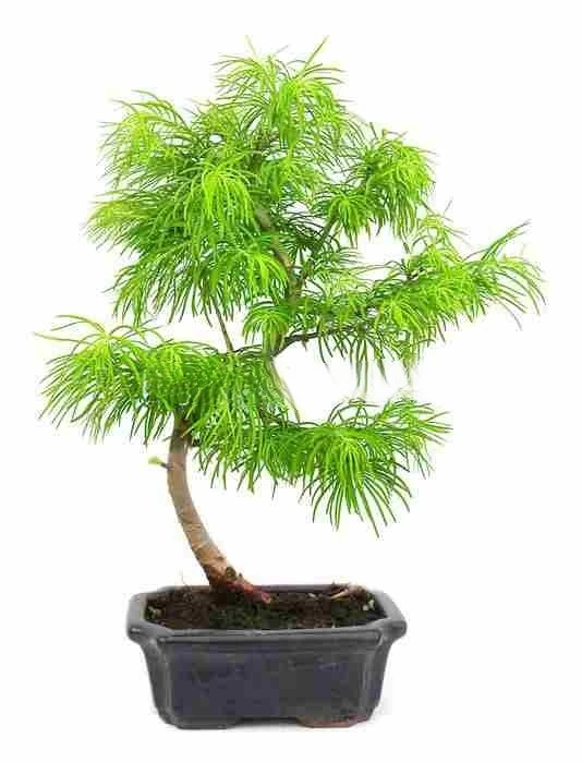 bonsai-pseudolarix