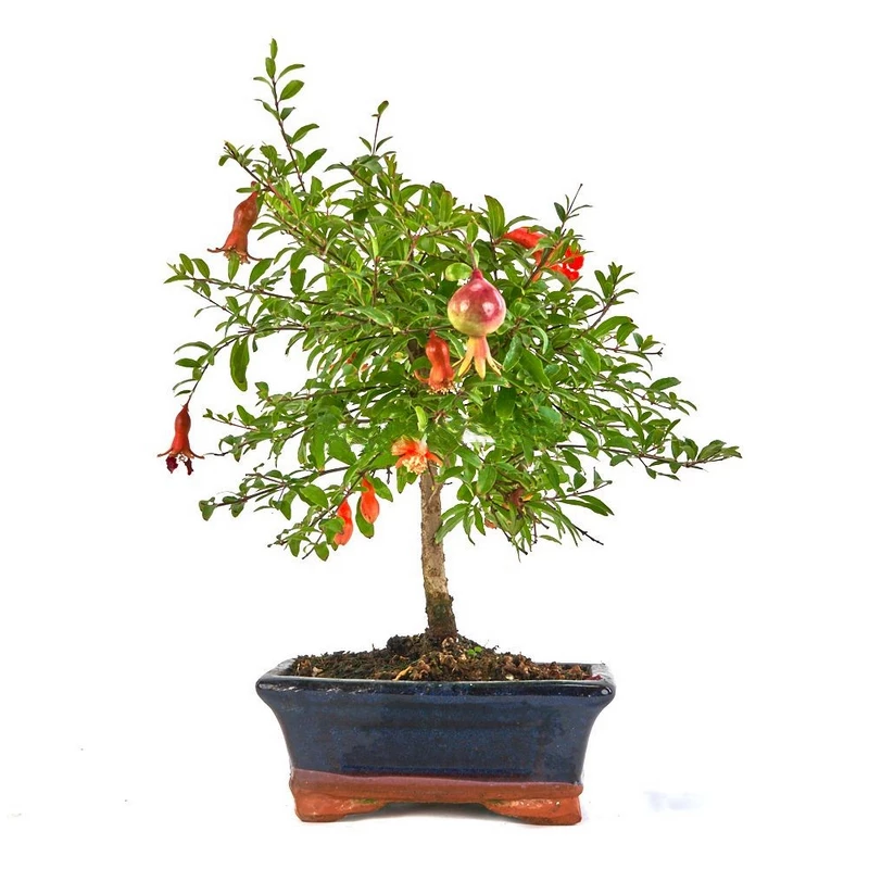 bonsai-punica-granatum-nana