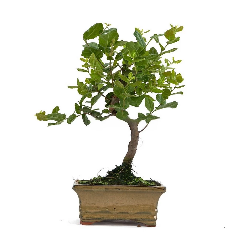 Bonsái-Quercus-suber-(Alcornoque)-Resistencia-Belleza