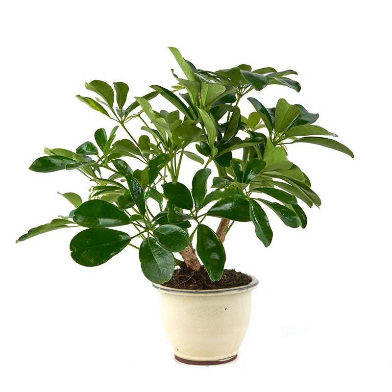 bonsai-schefflera-arbol-paraguas