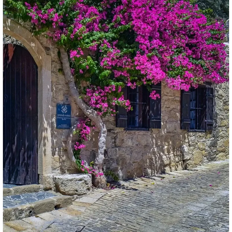Bougainvillea-sanderiana