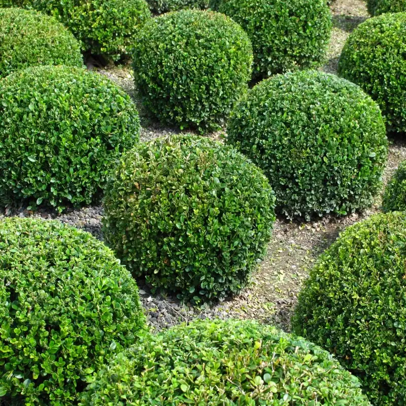 Buxus-para-setos