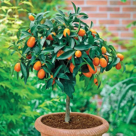Calamondin-Citrus-fortunella