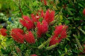 Callistemon-laevis-planta-limpia-tubos