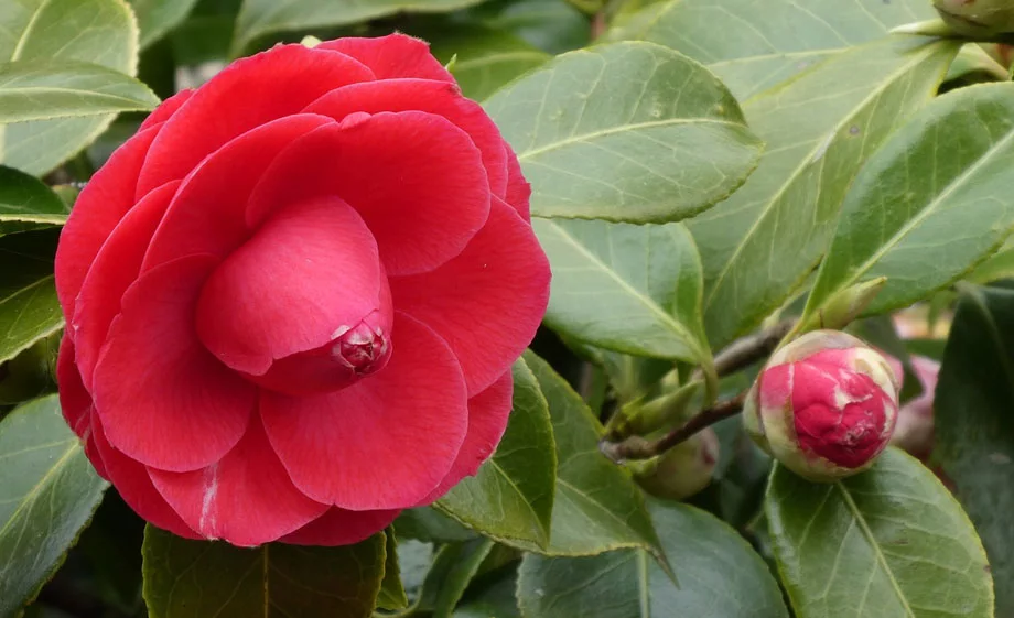 Camelia-japonica