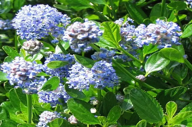 Ceanothus-Tryrsiflorus-Repens