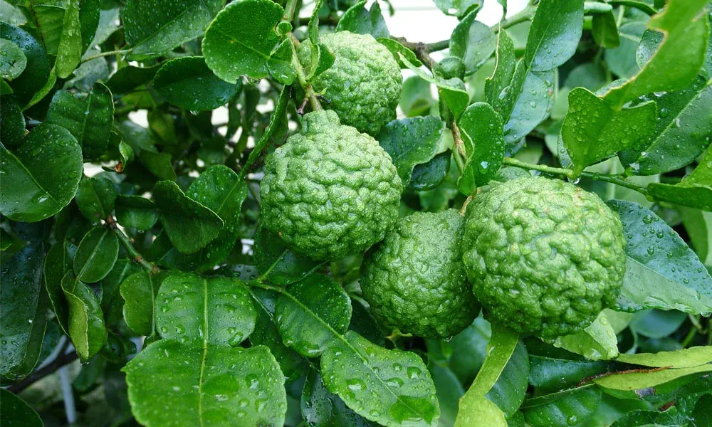 citrico-lima-combava