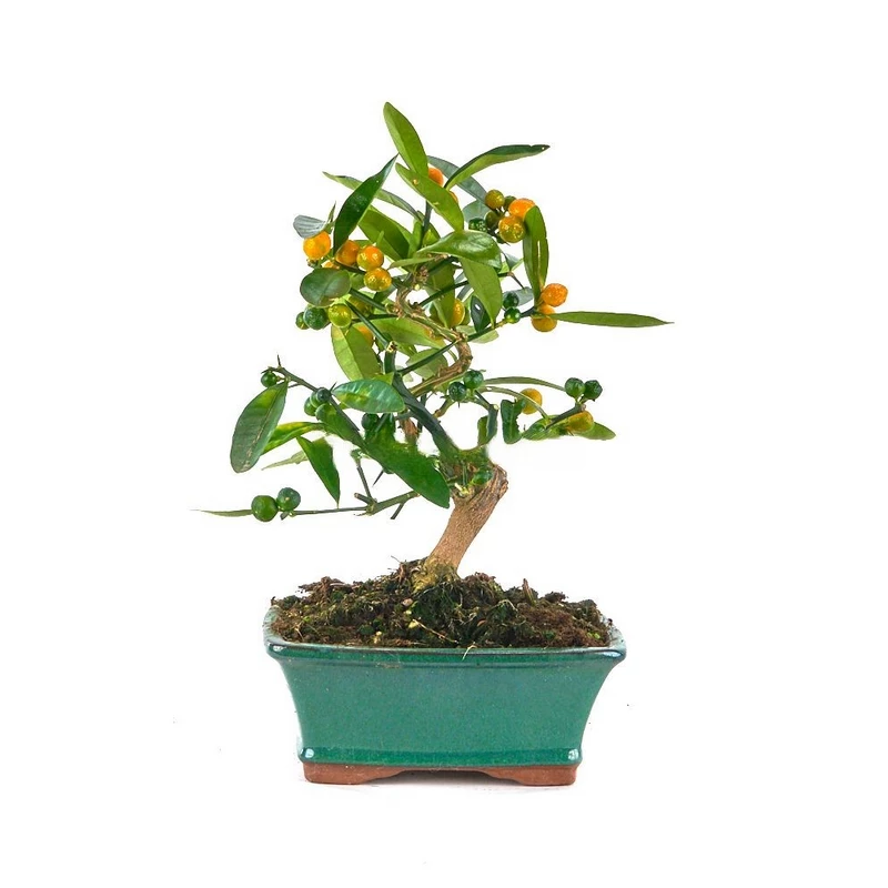 citrus-kinzu-bonsai