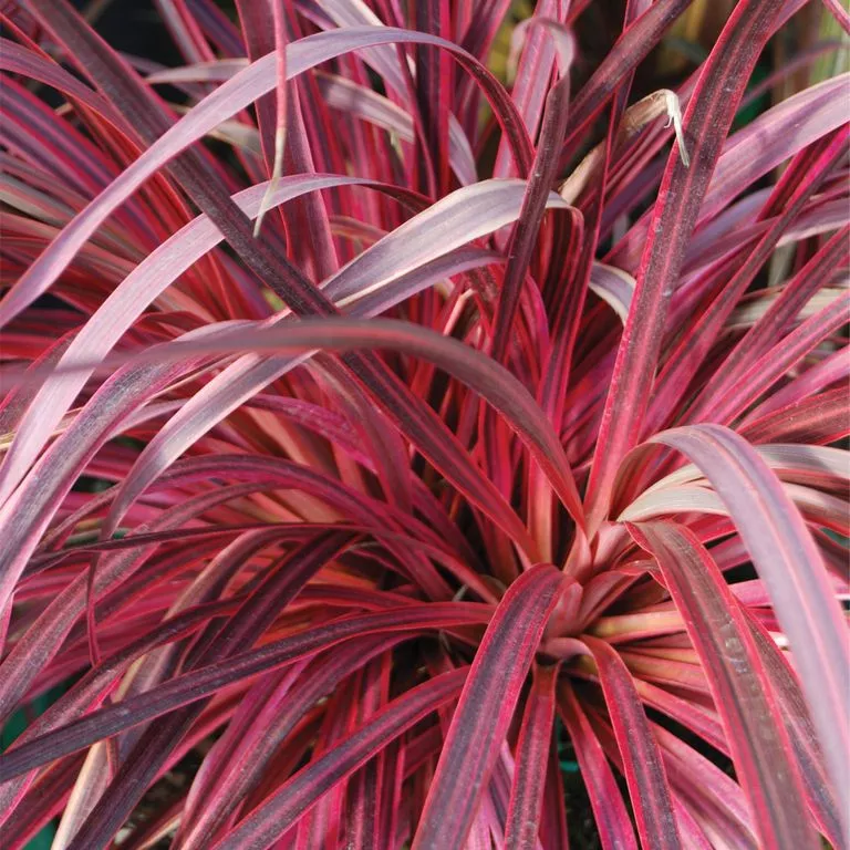 Cordyline-Salsa