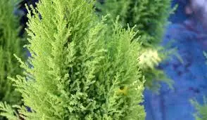 Cupressus-Gold-Crest-Wilma