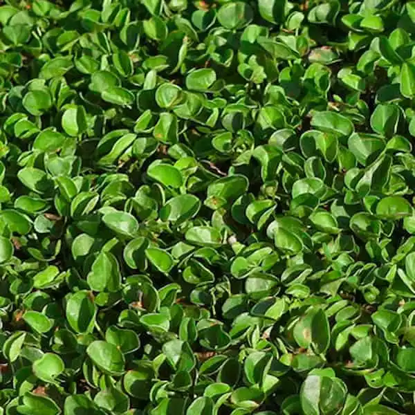 dichondra-repens-leguminosa-tapizante