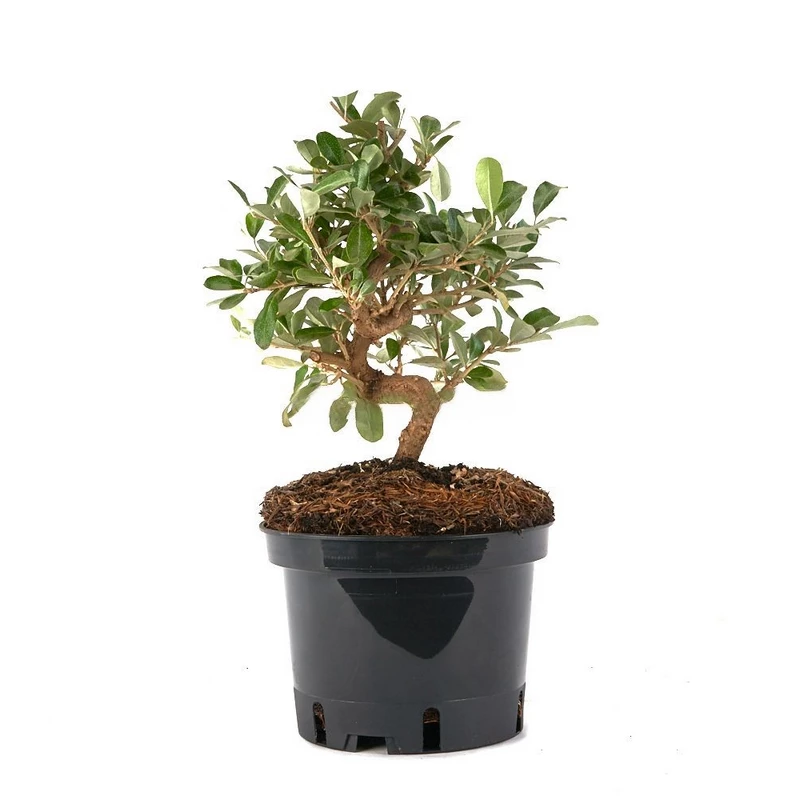 elaeagnus-pungens-prebonsai