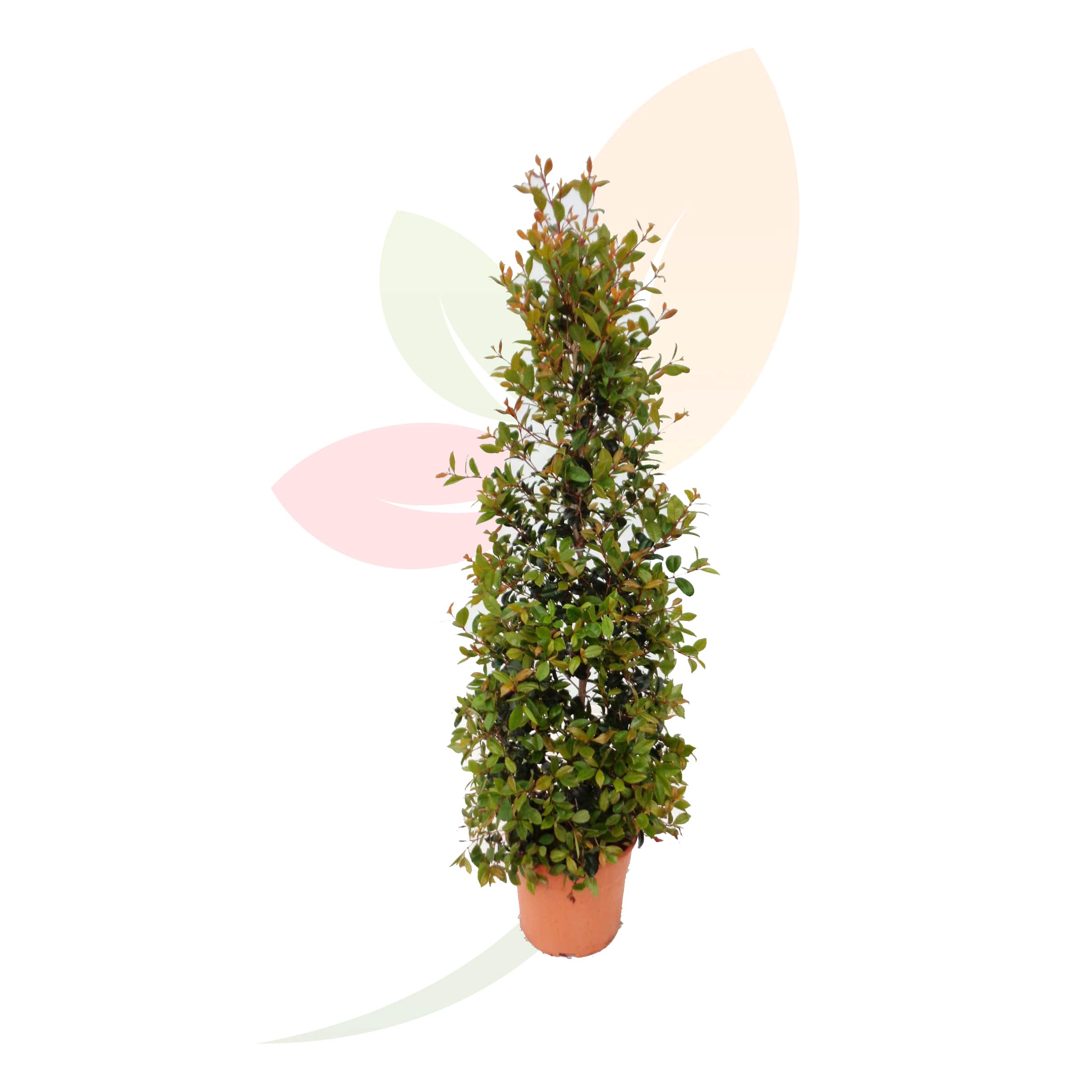 Eugenia-Port-Piramidal