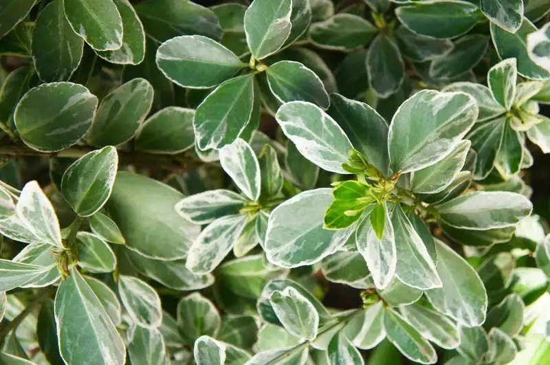 Euonymus-japonicus-Evonimo-botenero
