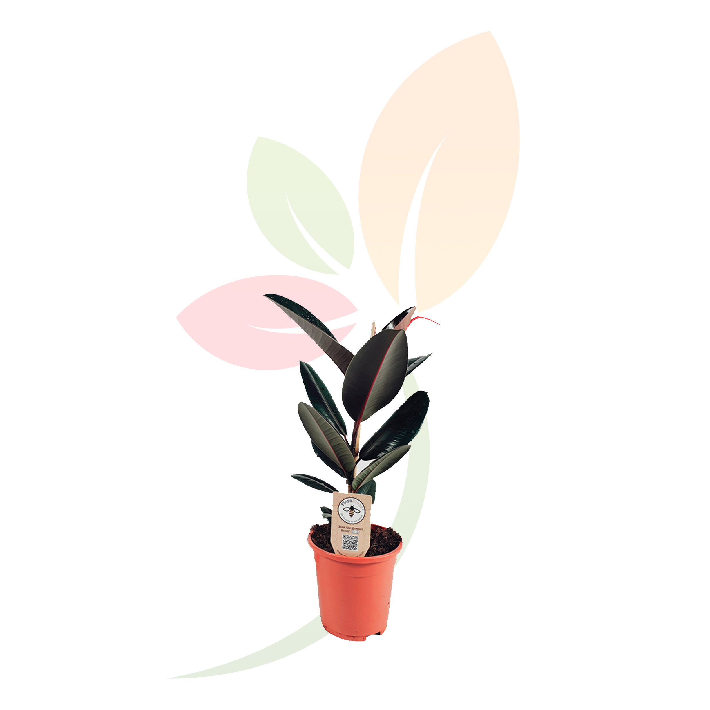 ficus-abidjan-40-50cm