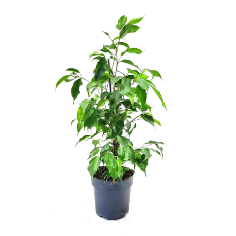 Ficus-Benjamina