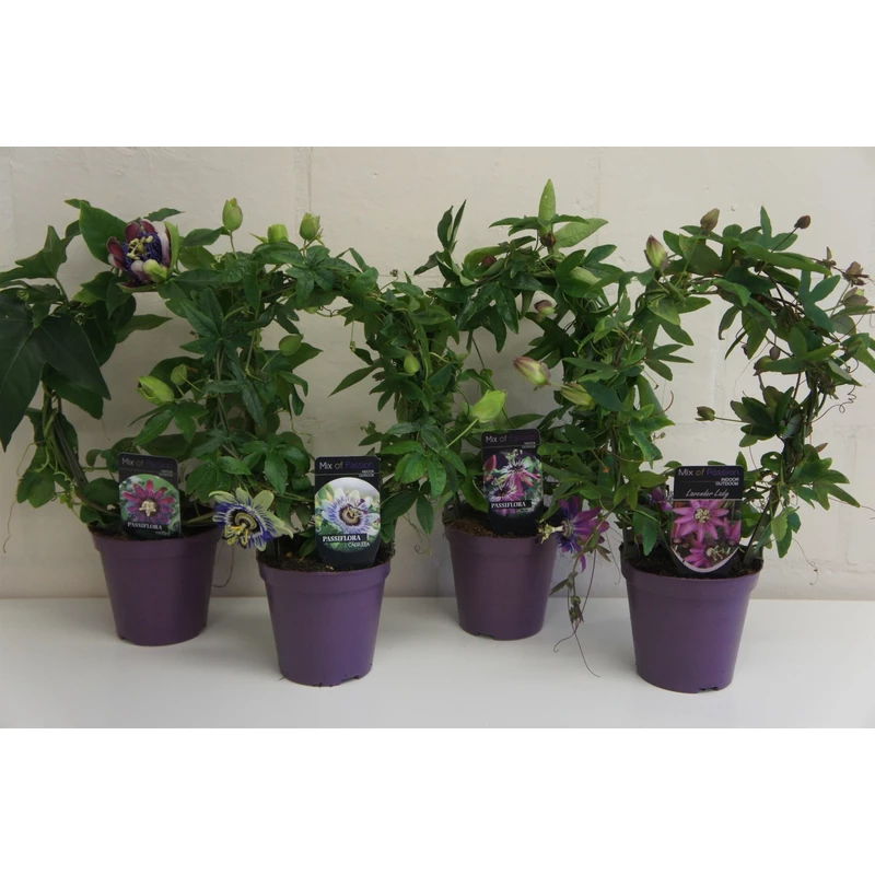 Flor-pasión-Passiflora