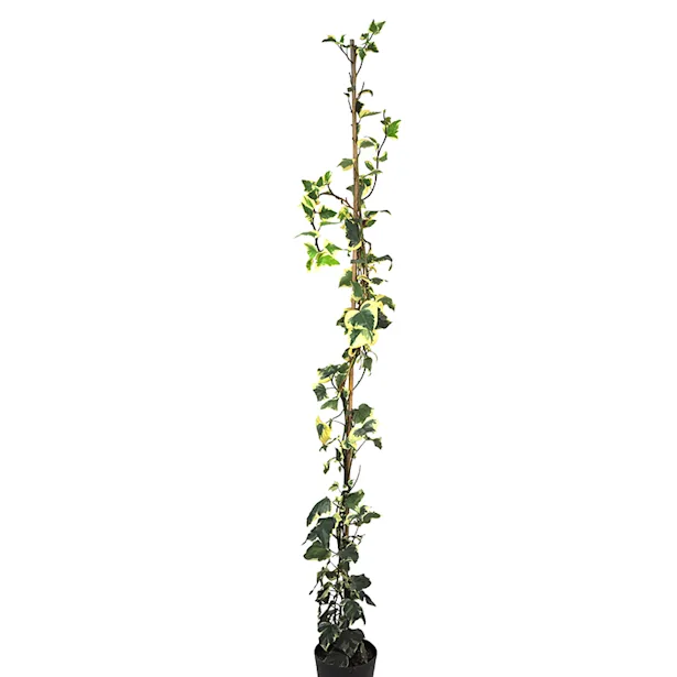 hiedra-gloria-marengo