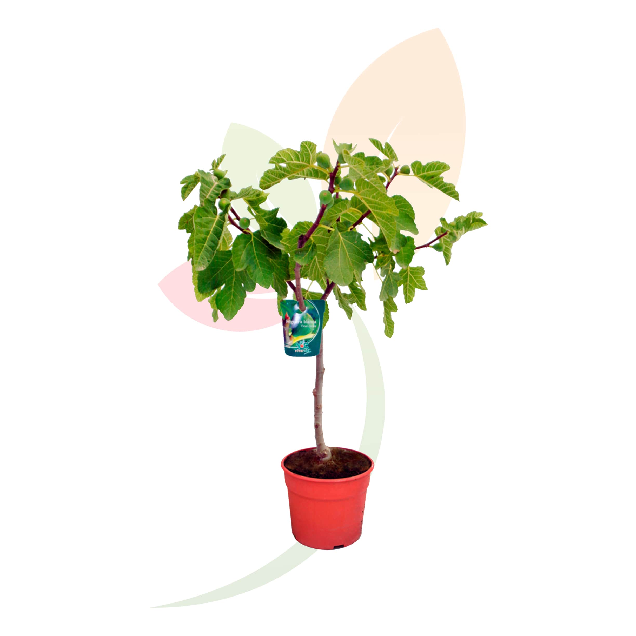 higuera-ficus-carica