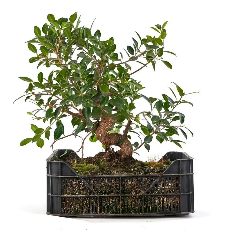 Higuera-Prebonsái-Ficus-retusa