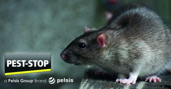 Jaula-para-ratas-Pest-stop