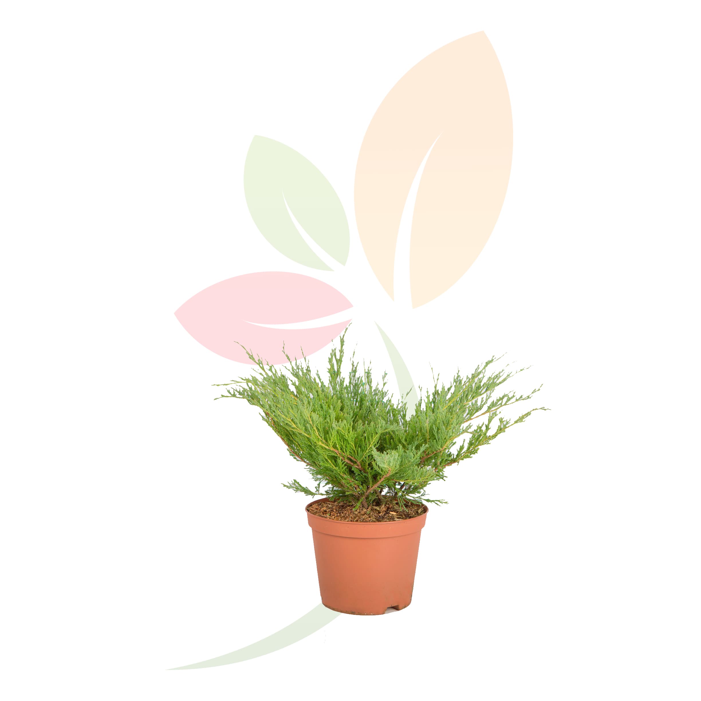 Juniperus-horizontalis-Andorra