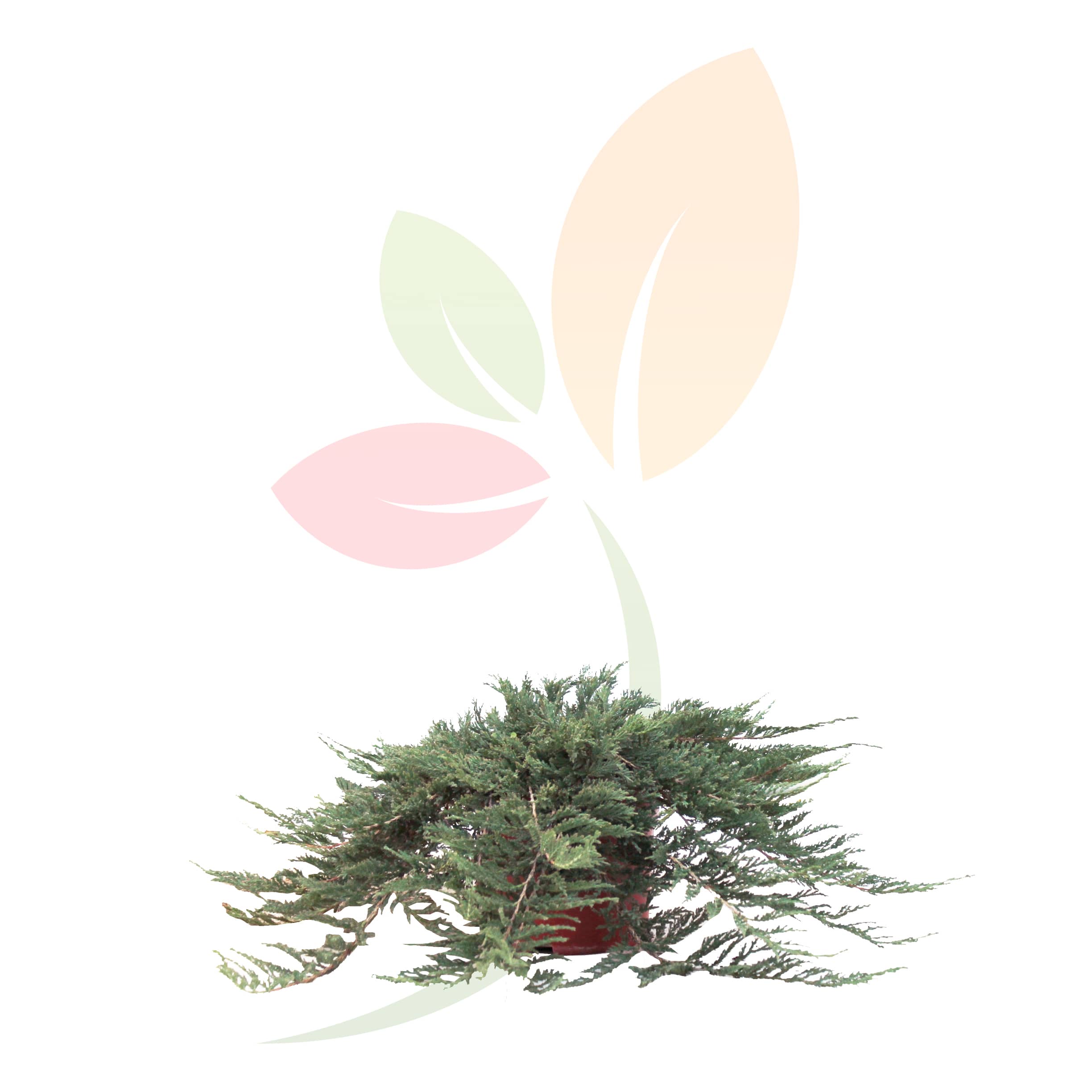 Juniperus-Prince-Wales