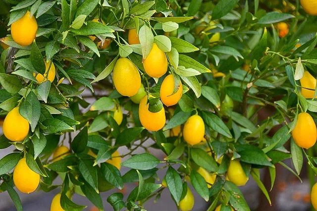 limequat-citrus-eustis