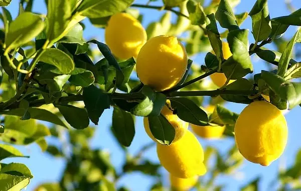 limonero-citrus-limon