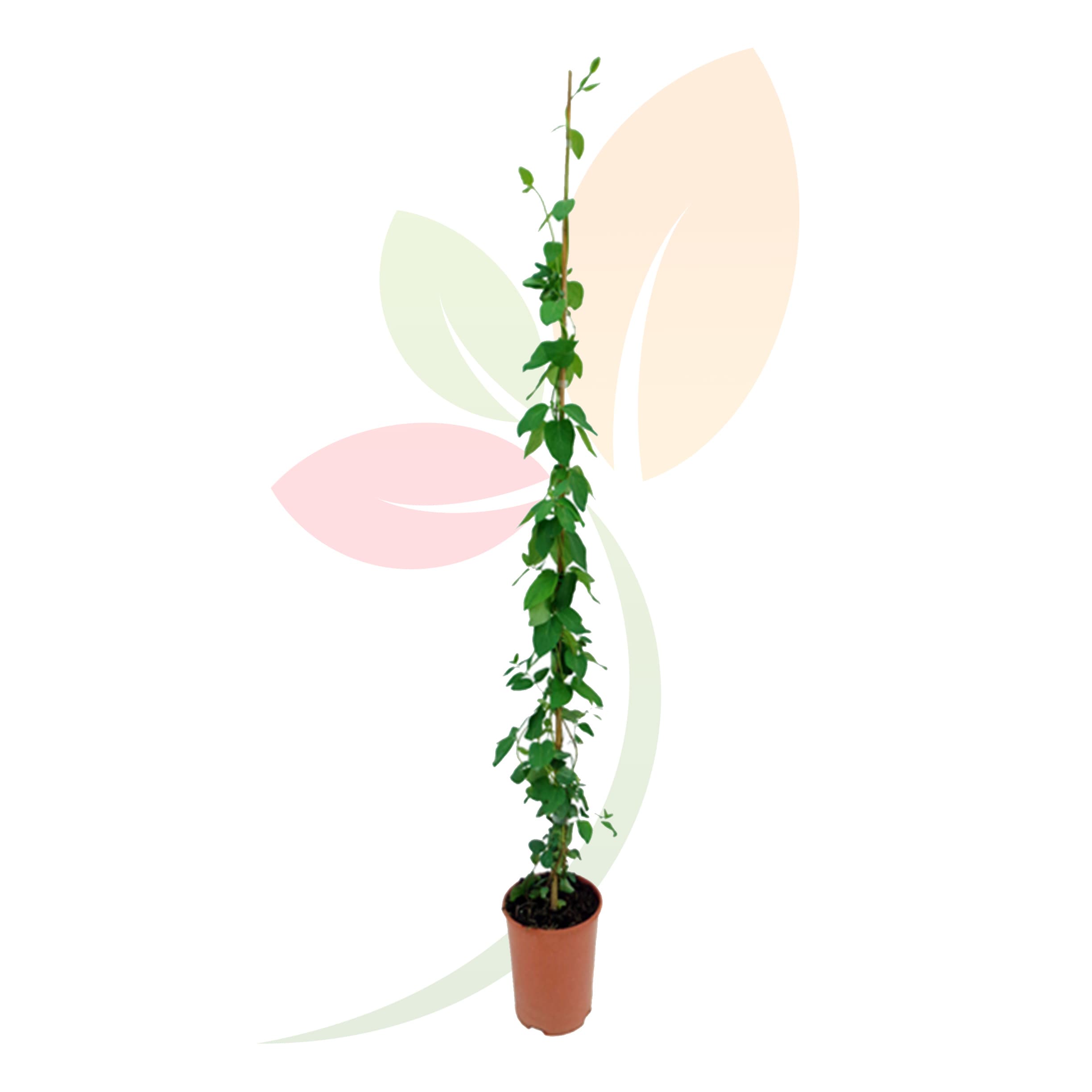 lonicera-japonica-madreselva